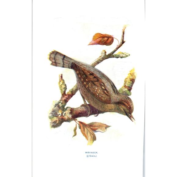 None Other - Wryneck Bird 1903 Original Color Engraving Plate Print AD8-B3